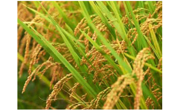 草甘膦